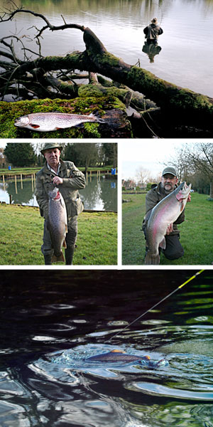 Big fish Gallery fly troutfishing brown uk cotswolds gloucestershire